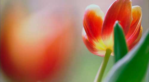 red tulips